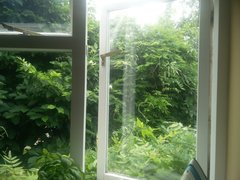 Wisteria pruning