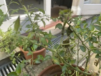 What's wrong with my chilli plant?