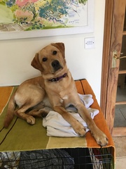 Labrador pup, girl or boy?