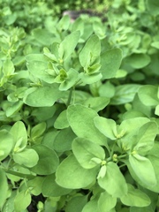 What are these weeds?
