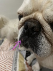 Red spot on dog’s lip - any ideas?
