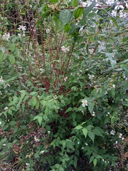 Please identify this shrub