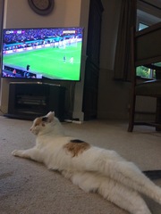 Westminstenders: Tachographs and Empty Shelves