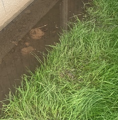 Neighbour has (accidentally) emptied pool into my garden!