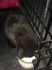 So I have rescued a kitten