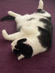 To think my cat is an ungrateful little furry thing