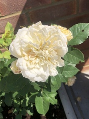 David Austin rose help