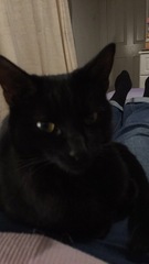 To think my cat is an ungrateful little furry thing
