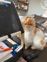 Do Persian cats /Persian chinchillas frequently have toilet accidents around the house?