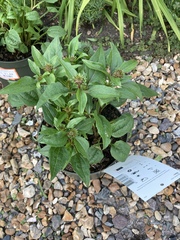 If you're near a Dobbies garden centre...