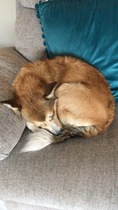 Year old dog still peeing inside - with pics (of dog not pee [grin])!