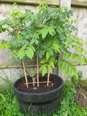 Wisteria ideas please