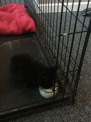 So I have rescued a kitten