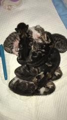 Newborn kittens arrived today!