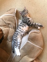 Help! Vicious kitten.