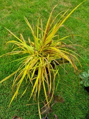 Will this golden Carex recover?