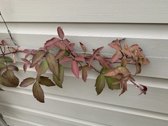 Help my clematis montana new shoots are dying off