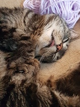 To think my cat is an ungrateful little furry thing