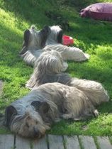 Doggie holiday pics