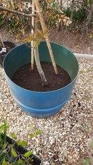 Show me your Amelanchier trees please