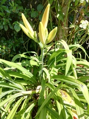 Lily or iris?