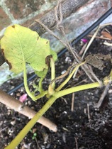 Help! What is this killing dd's squash?