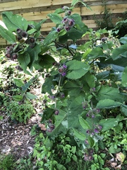 Do any of you know what this plant is?