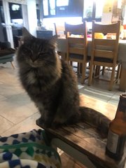 Chez Ollie - The Not My Cats of many colours edition - All welcome