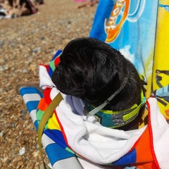 Doggie holiday pics