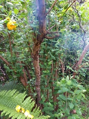 Please identify this shrub