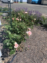 When to start training roses?