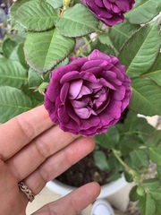 Show Us Your Pictures: 5 Alive