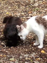 I think that 2 cats have been dumped in my garden
