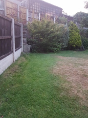 Jasmine Beesium behind Acers? (With pics)