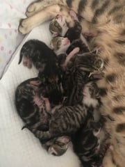 Newborn kittens arrived today!