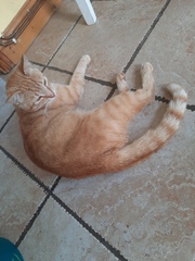 I accidently stole a cat