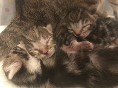 Newborn kittens arrived today!