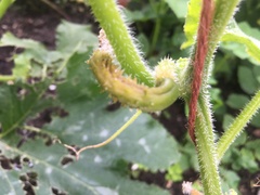 Help! Cucumbers
