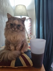 Elderly Maine Coon is in pain - what next?