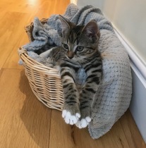 Help! Vicious kitten.