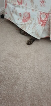 I love it when cats…