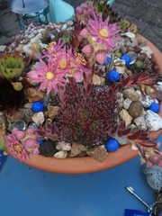 Show Us Your Pictures: 5 Alive