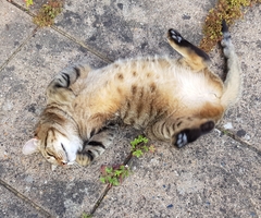 Thug cat part 4.  After all, it's not my Axminster.