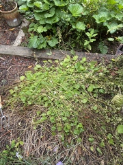 Campanula and pruning/cutting back.