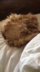 Chez Ollie - The Not My Cats of many colours edition - All welcome