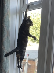 Chez Ollie - The Not My Cats of many colours edition - All welcome