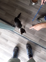 New kitten dilemma