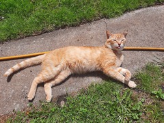 I accidently stole a cat