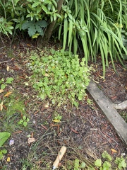 Campanula and pruning/cutting back.