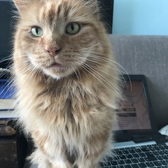 Chez Ollie - The Not My Cats of many colours edition - All welcome